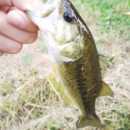 ラージマウスバス