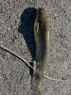 ナマズの釣果