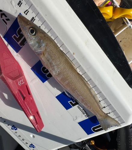 シロギスの釣果