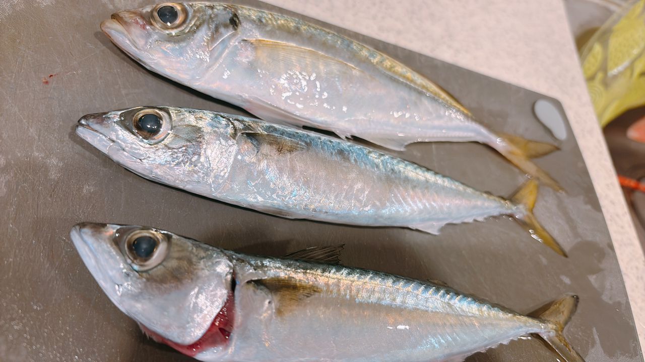 マアジ