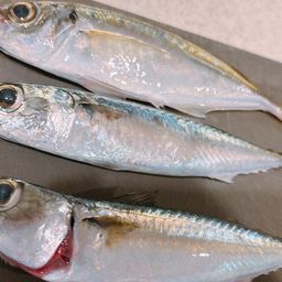 マアジ