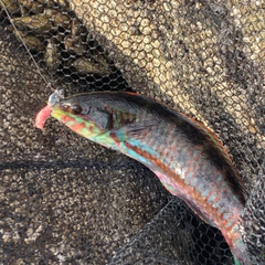 ニシキベラの釣果