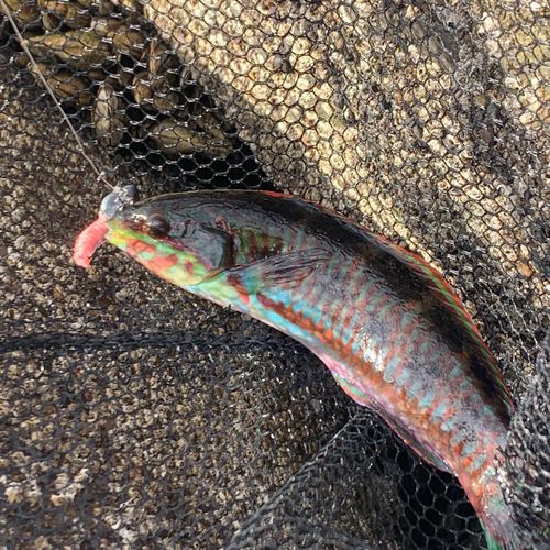 アカササノハベラの釣果