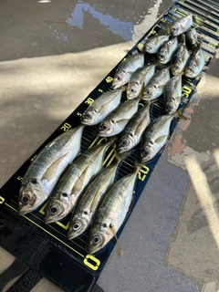アジの釣果