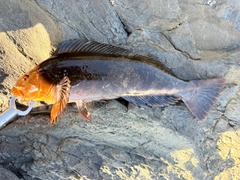 アイナメの釣果