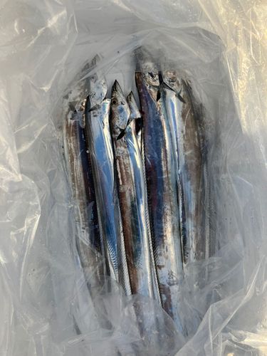 タチウオの釣果