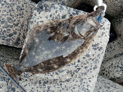 ヒラメの釣果
