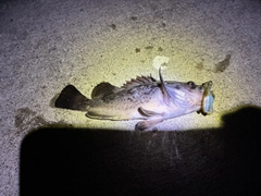 クロソイの釣果