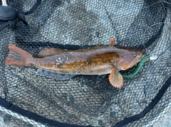 アイナメの釣果