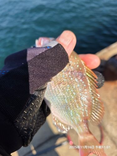 チャリコの釣果