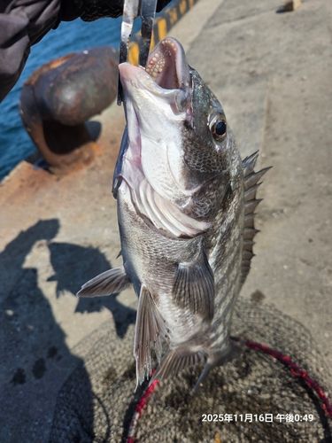 チヌの釣果