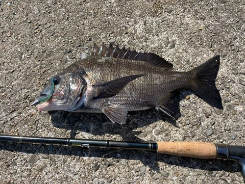チヌの釣果