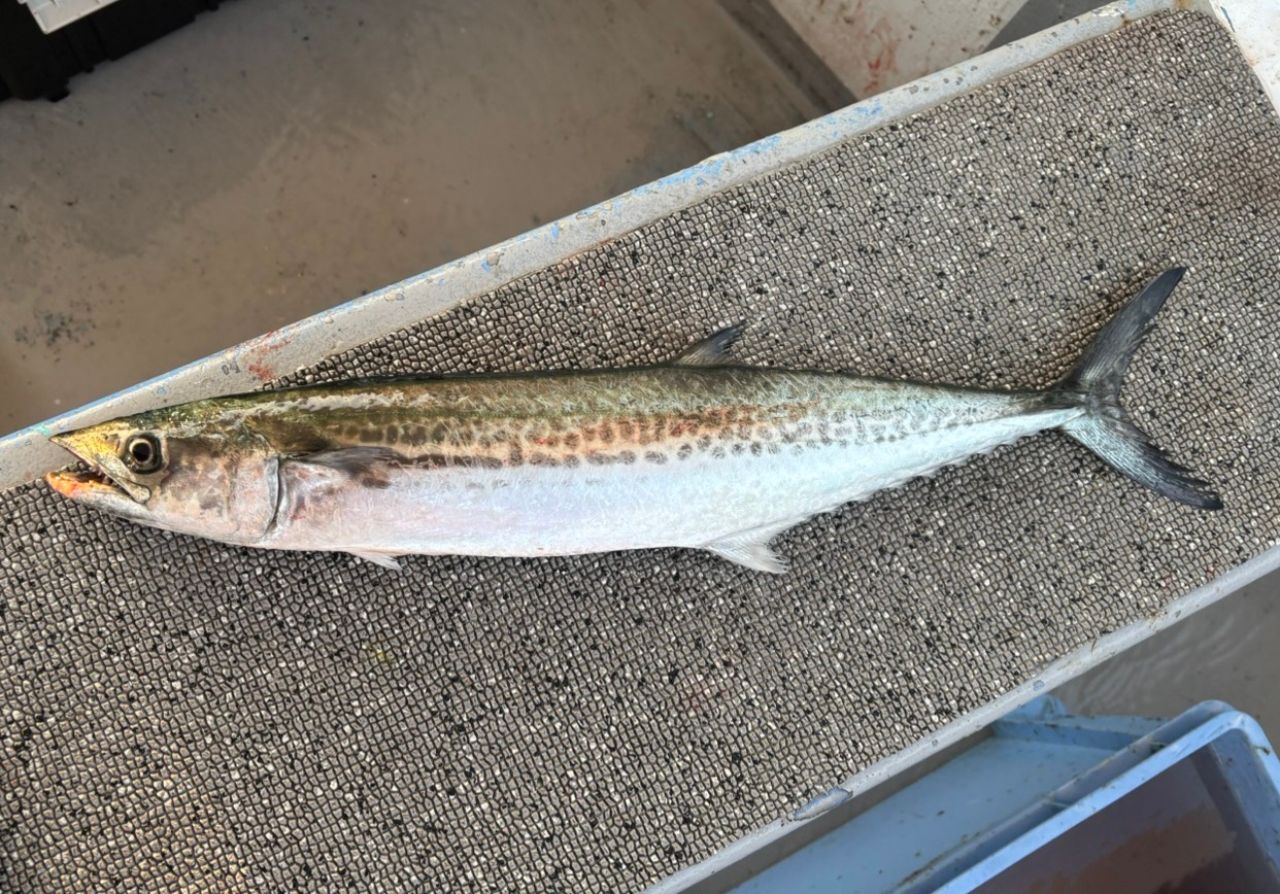 SHIMANO 23グラップラー タイプ ブレード S70-0の最安値・インプレ