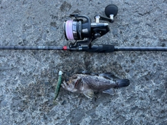 クロソイの釣果