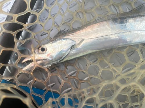 タチウオの釣果