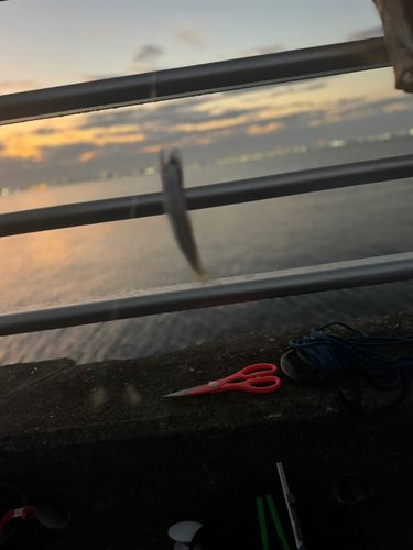 カタクチイワシの釣果