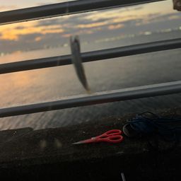 カタクチイワシ