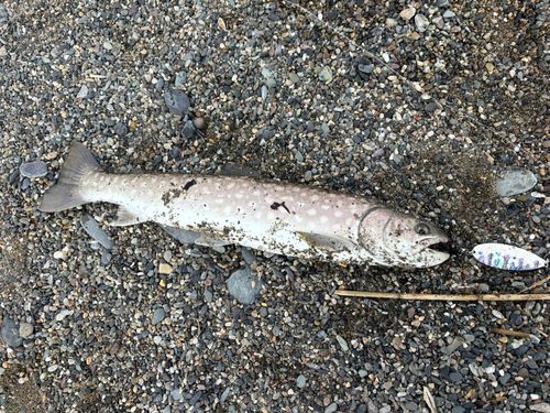 アキアジの釣果