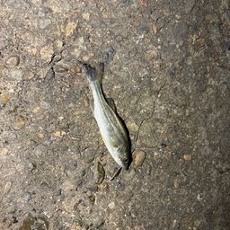 セイゴ（マルスズキ）