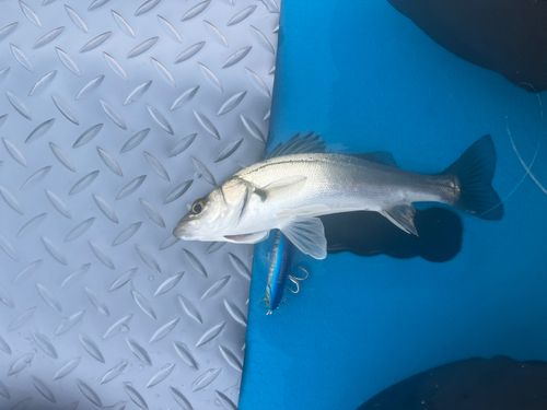 東京湾（富津〜金谷）