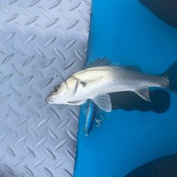 セイゴ（マルスズキ）