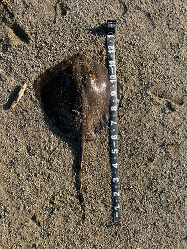 アカエイの釣果