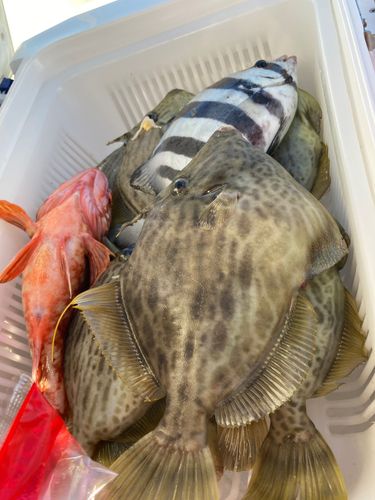 カワハギの釣果