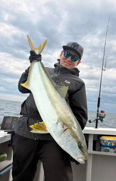 ヒラマサの釣果