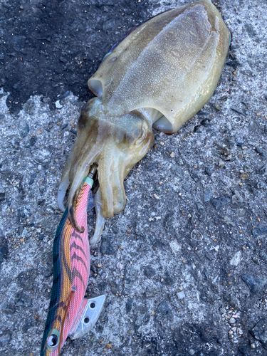 コウイカの釣果
