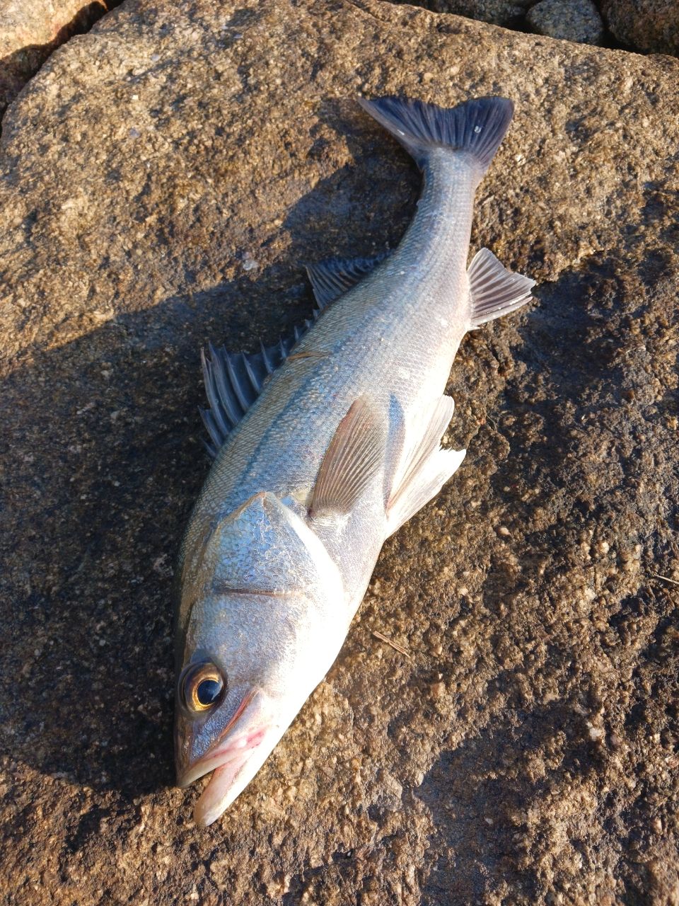 セイゴ（マルスズキ）