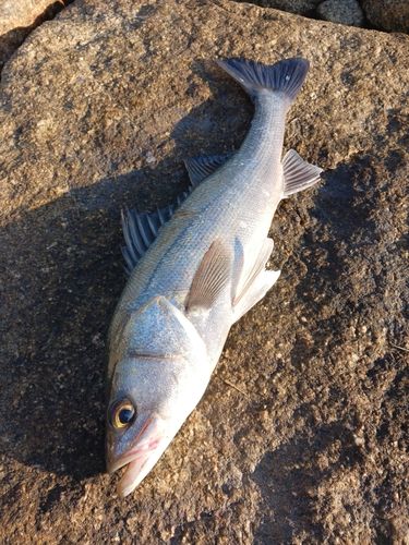 セイゴ（マルスズキ）の釣果