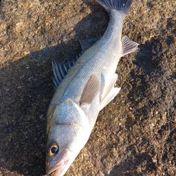 セイゴ（マルスズキ）