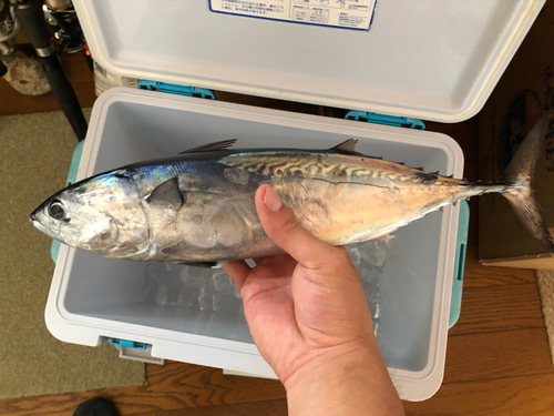 ソウダガツオの釣果