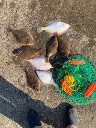 マガレイの釣果