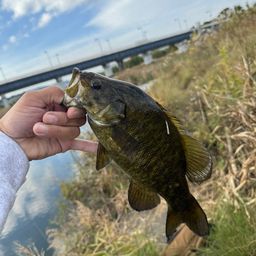 スモールマウスバス