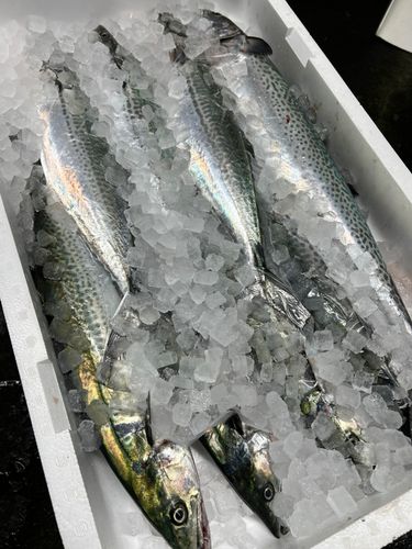 サワラの釣果