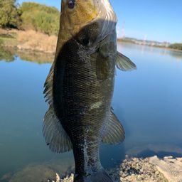 スモールマウスバス