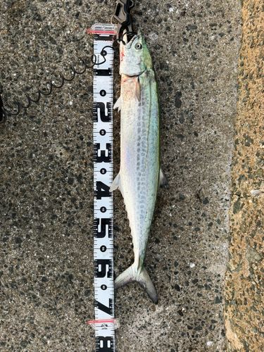 サワラの釣果