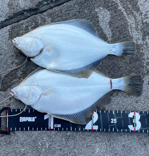 イシガレイの釣果