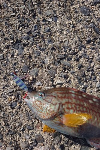 周防大島（屋代島）