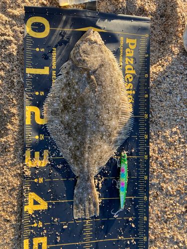 ヒラメの釣果