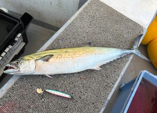 サゴシの釣果