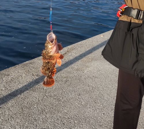 カサゴの釣果