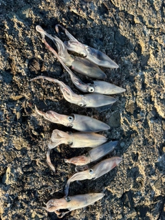 マメイカの釣果