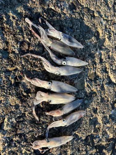 マメイカの釣果