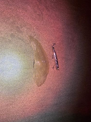 シタビラメの釣果