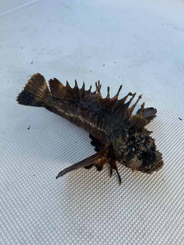 オニオコゼの釣果