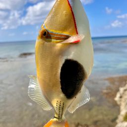 クラカケモンガラ