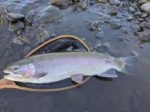 ニジマスの釣果