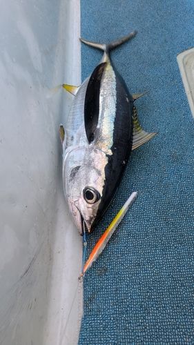 キハダマグロの釣果